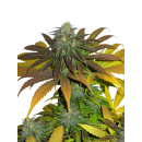 Dutch Passion - California Orange Hanfsamen - feminisiert