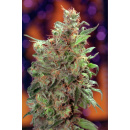 Dutch Passion - California Orange Hanfsamen - feminisiert