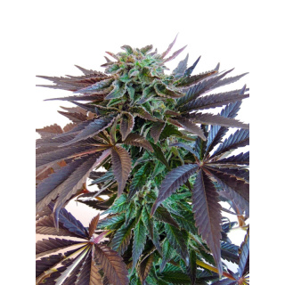 Dutch Passion Night Queen Seeds
