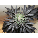 Dutch Passion - Night Queen Hanfsamen - feminisiert