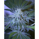 Dutch Passion Night Queen Seeds