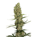 Dutch Passion - Jorges Diamonds #1 Hanfsamen - 3 Stk...