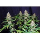 Dutch Passion - Jorges Diamonds #1 Hanfsamen - 3 Stk...