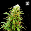 Bulk Seed Bank - Auto Zkittly ZiZi Hanfsamen -...
