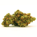 Bulk Seed Bank - Auto Zkittly ZiZi Hanfsamen -...