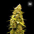 Bulk Seed Bank - Banana Monkey Hanfsamen - feminisiert