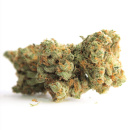 Bulk Seed Bank - Gelato Samba Hanfsamen - feminisiert