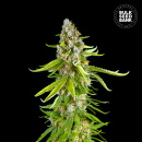 Bulk Seed Bank - Grande Crack Hanfsamen - feminisiert