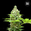 Bulk Seed Bank - Sherbet Power Hanfsamen - feminisiert