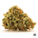 Bulk Seed Bank - Sherbet Power Hanfsamen - feminisiert