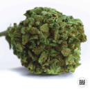 Bulk Seed Bank - Winning Cake Hanfsamen - feminisiert