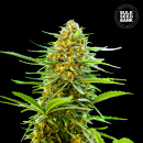 Bulk Seed Bank - Auto Banana Monkey Hanfsamen - 5 Stk...