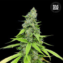 Bulk Seed Bank - Auto Grande Crack Hanfsamen -...