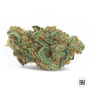 Bulk Seed Bank - Zkittly Zi Zi Hanfsamen - feminisiert