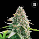 Bulk Seed Bank - Auto Gelato Samba Hanfsamen -...