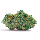 Bulk Seed Bank - Auto Gelato Samba Hanfsamen -...