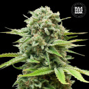 Bulk Seed Bank - Auto Guerilla Glue Hanfsamen -...