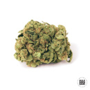 Bulk Seed Bank - Auto Guerilla Glue Hanfsamen -...