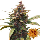 Barneys Farm - Ayahuasca Purple Hanfsamen - 3 Stk...