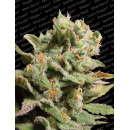 Paradise Seeds - Dutch Dragon Hanfsamen - feminisiert