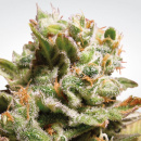 Paradise Seeds - Dutch Dragon Hanfsamen - feminisiert