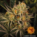 Barneys Farm - Dos Si Dos 33 Hanfsamen - feminisiert