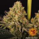 Barneys Farm - Dos Si Dos 33 Hanfsamen - feminisiert