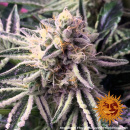 Barneys Farm - Dos Si Dos 33 Hanfsamen - 3 Stk feminisiert