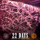 Barneys Farm - Gorilla Glue Hanfsamen - auto-feminisiert