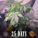 Barneys Farm - Gorilla Glue Hanfsamen - auto-feminisiert