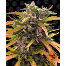 Barneys Farm - Gorilla Glue Hanfsamen - auto-feminisiert