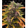 Barneys Farm - Gorilla Glue Hanfsamen - auto-feminisiert