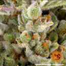 Barneys Farm - Gorilla Zkittlez Hanfsamen - auto-feminisiert