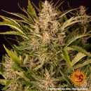 Barneys Farm - Gorilla Zkittlez Hanfsamen - auto-feminisiert