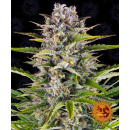 Barneys Farm - Gorilla Zkittlez Hanfsamen - 3 Stk...