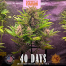 Barneys Farm - Gorilla Zkittlez Hanfsamen - 3 Stk...