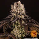 Barneys Farm - Purple Punch Hanfsamen - feminisiert