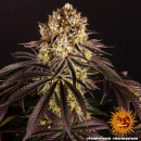 Barneys Farm - Purple Punch Hanfsamen - feminisiert