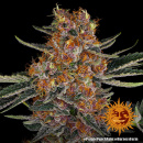 Barneys Farm - Purple Punch Hanfsamen - auto-feminisiert