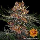 Barneys Farm - Purple Punch Hanfsamen - auto-feminisiert