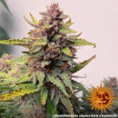 Barneys Farm - Purple Punch Hanfsamen - 5 Stk...
