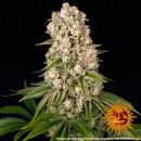 Barneys Farm - Tropicanna Banana Hanfsamen - feminisiert