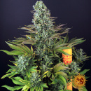 Barneys Farm - Tropicanna Banana Hanfsamen - feminisiert