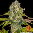 Barneys Farm - Wedding Cake Hanfsamen - feminisiert