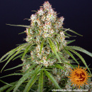 Barneys Farm - Wedding Cake Hanfsamen - auto-feminisiert