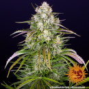 Barneys Farm - Wedding Cake Hanfsamen - auto-feminisiert