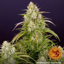 Barneys Farm - Wedding Cake Hanfsamen - auto-feminisiert