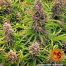 Barneys Farm - Wedding Cake Hanfsamen - auto-feminisiert