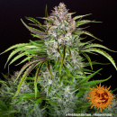 Barneys Farm - Wedding Cake Hanfsamen - auto-feminisiert