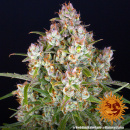 Barneys Farm - Wedding Cake Hanfsamen - auto-feminisiert